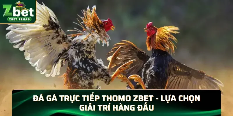 Đá gà trực tiếp Thomo